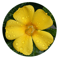 Damiana leaf herbal ingredient in VigRX Plus male enhancement supplement