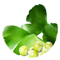 Ginkgo Biloba leaf extract in VigRX Plus pills for circulation support